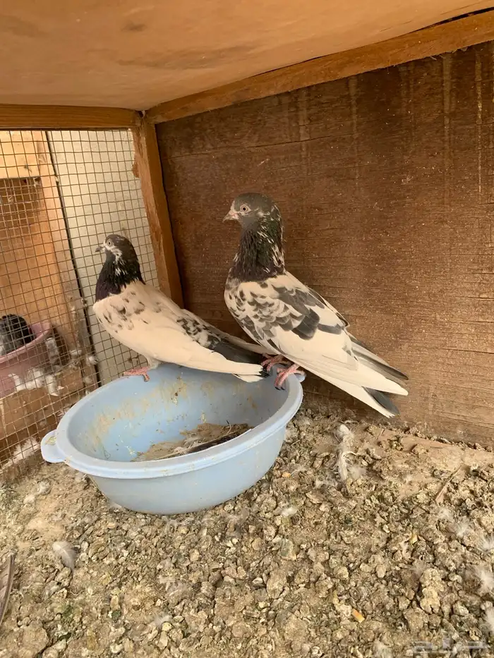 حمام باكستاني للبيع 1