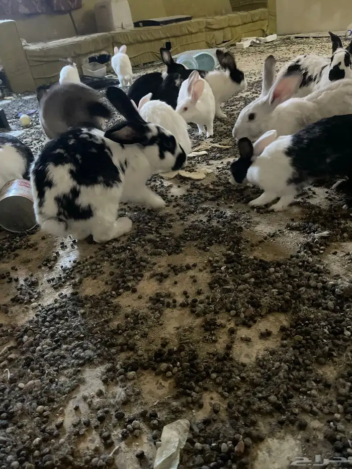 وز عراقي وا أرانب وا ديوك رومي 4