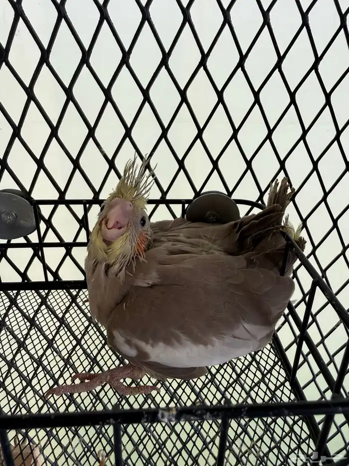 للبيع فروخ كروان 1