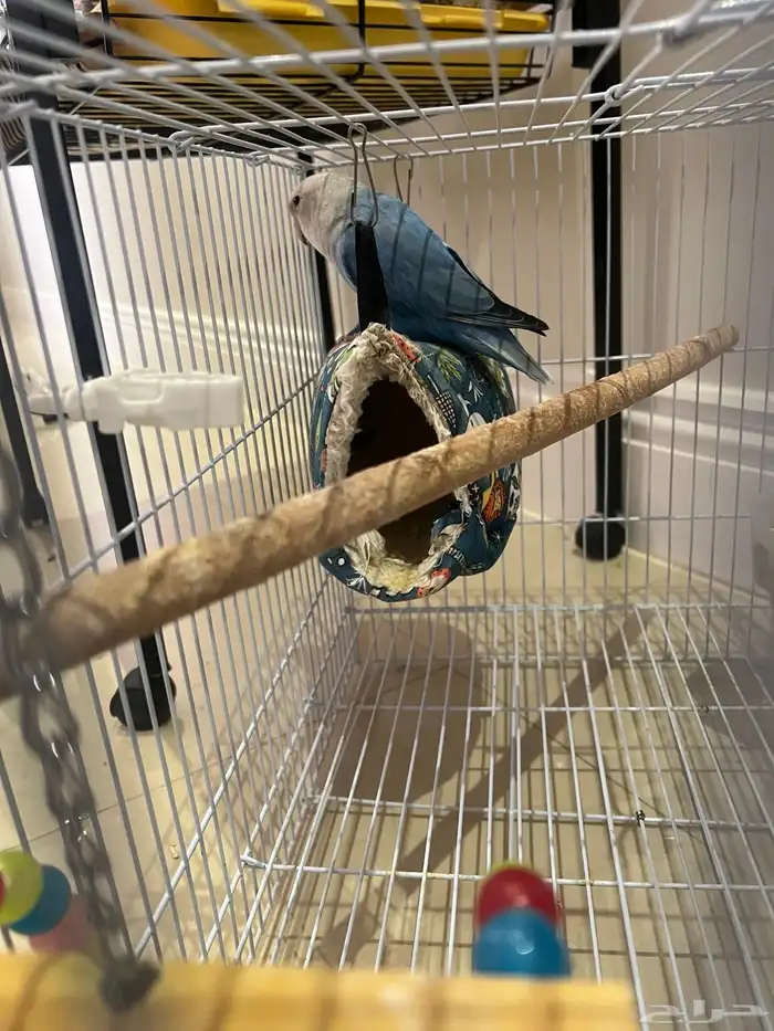 روز اليف غير هدد 2