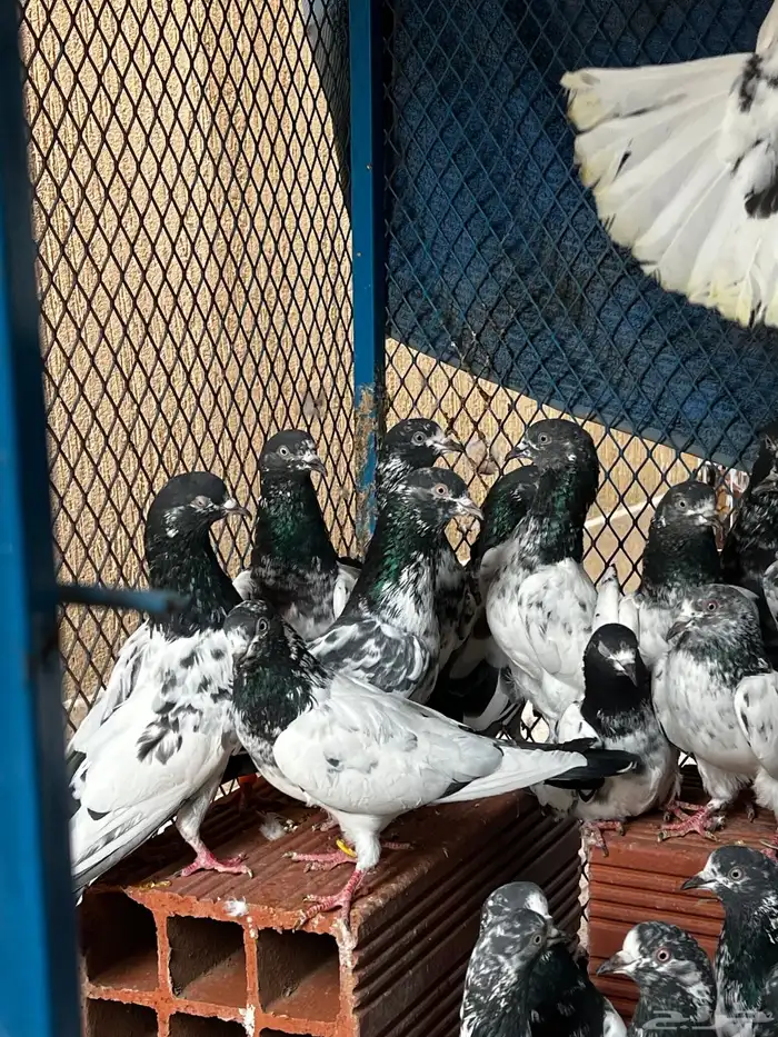 حمام باكستاني Top مطيار 6