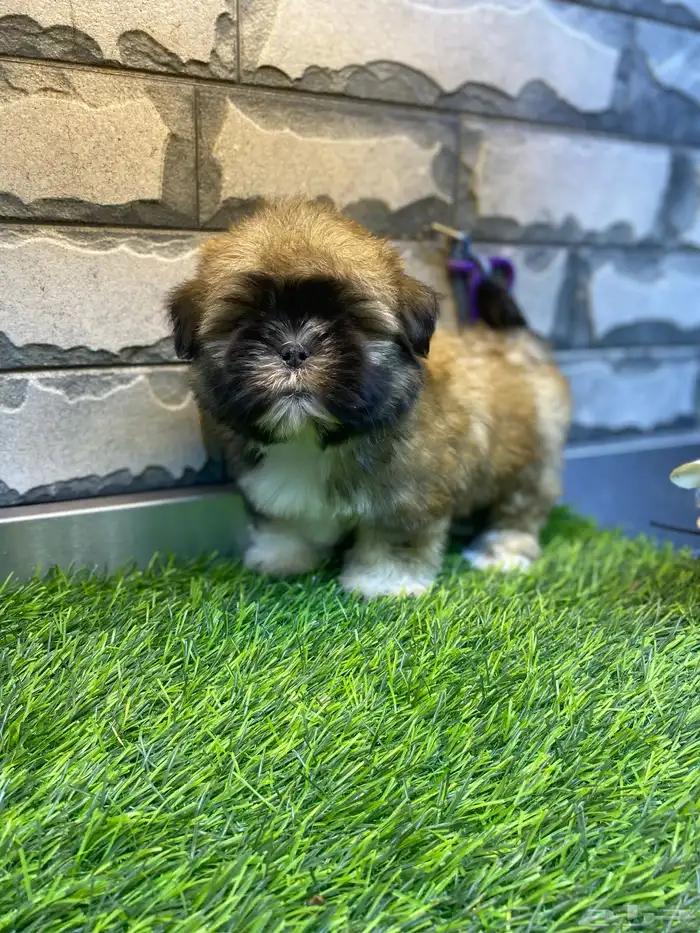 للبيع جراوي شيتزو تي كاب 6