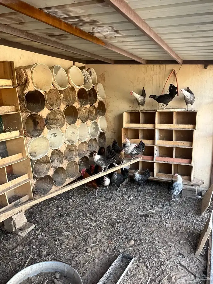 مخافق حمام خشب وبراميل 1