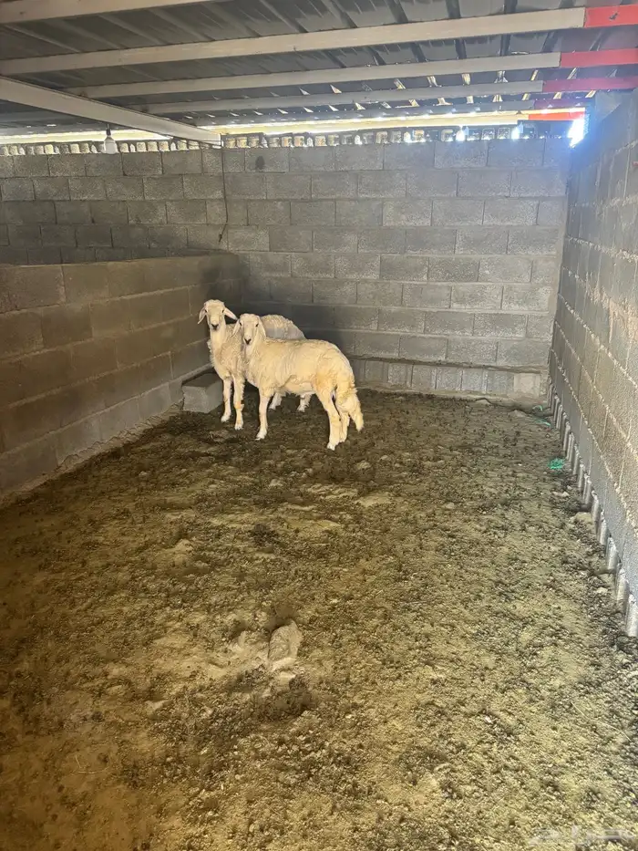 طليان جبره للبيع 1