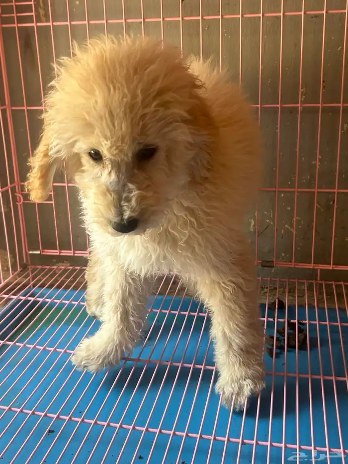 كلاب بودل XL كلاب جميله ولعوبه 7