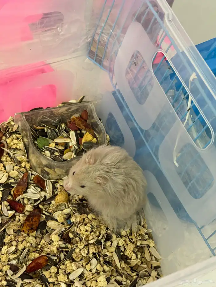 زوج هامستر 1