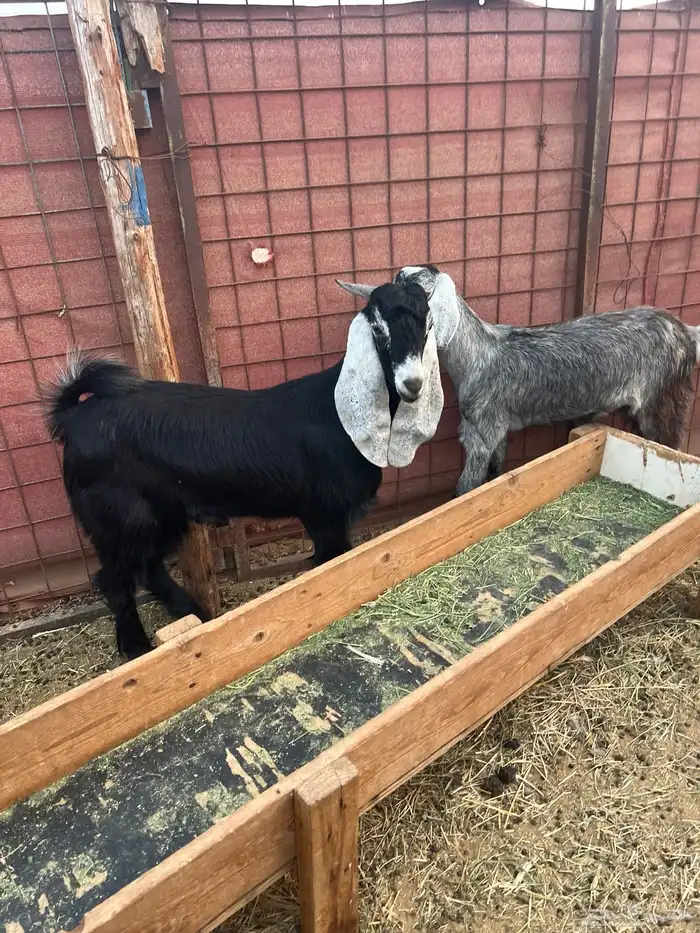 تيس وجفرة عارضي للبيع 1