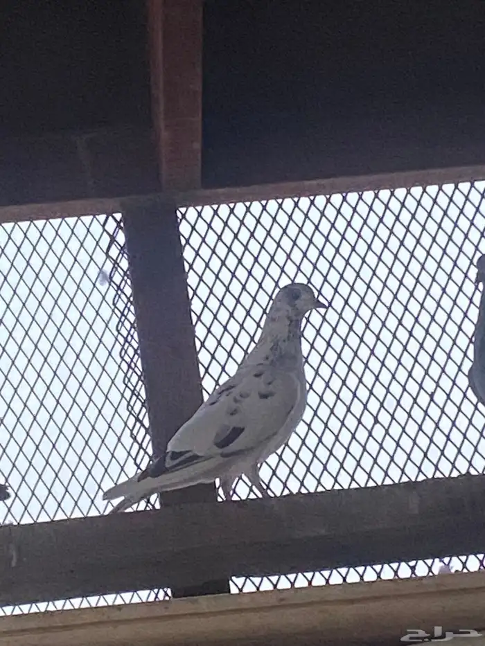 السلام عليكم اعرض لكم زوج باكستاني و زوج زاجل وعلى السوم 5