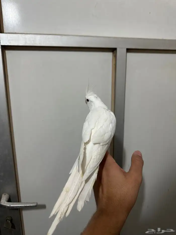 كروان البينو اليف 3