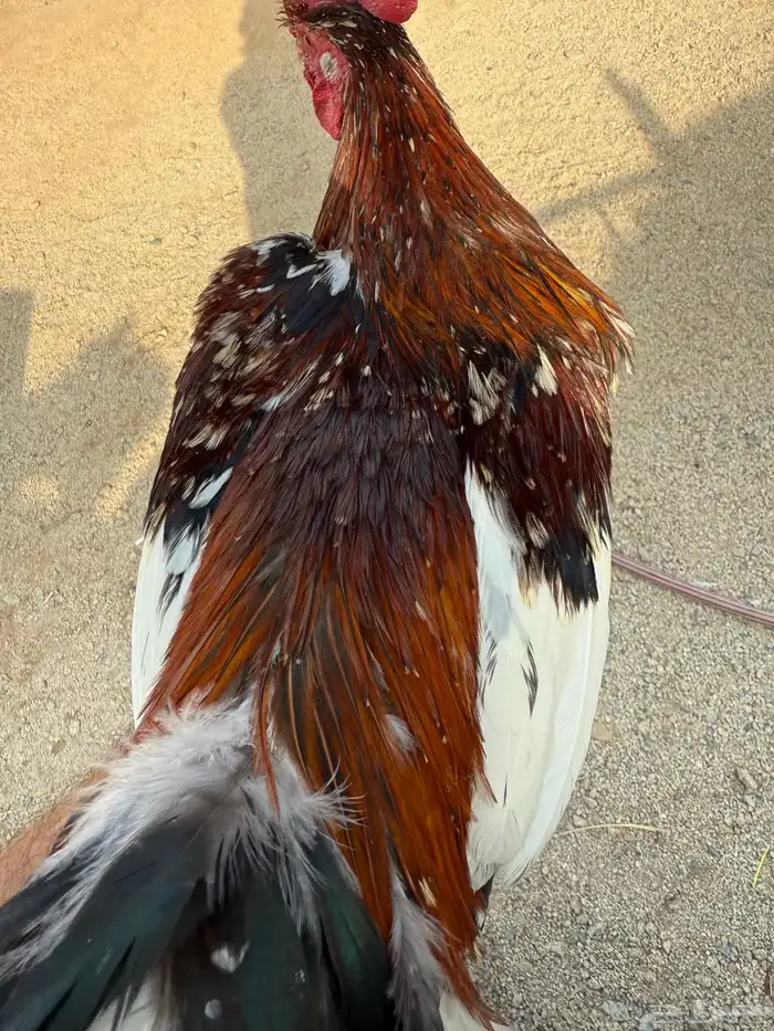 طقم مكنتوش فوليا 0