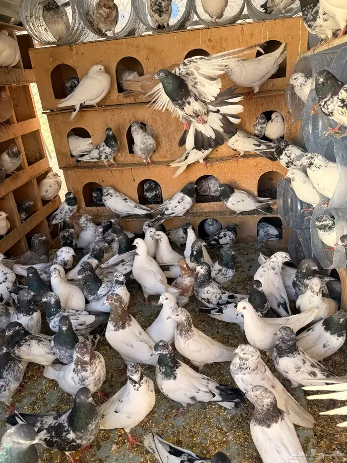 حمام بكستانية توب 9