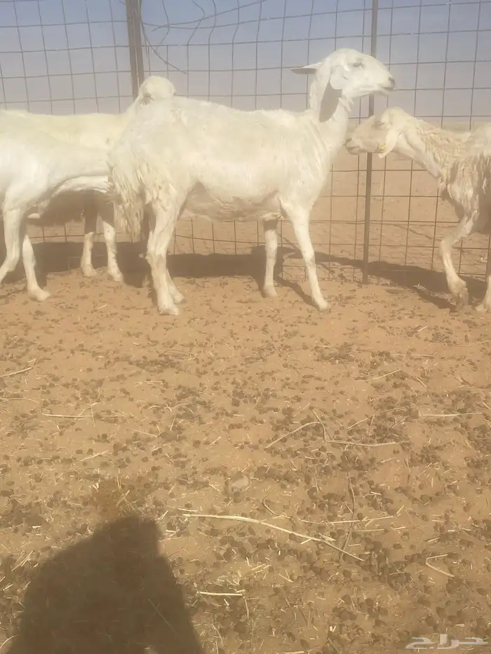 غنم حريات العدد 9 2