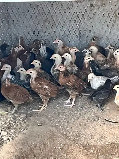 صوص بلدي index