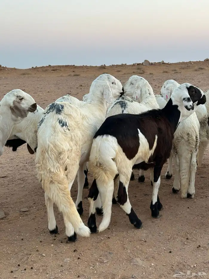 للبيع سواكن طيبه 6