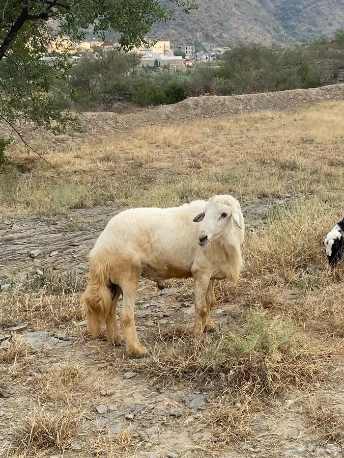 خروف فحل حري 3