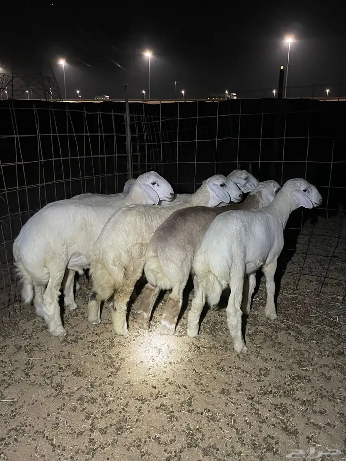 حري ذبايح مناسبات ذبائح ثلاجه يوجد صلخ و توصيل اقل سعر 1