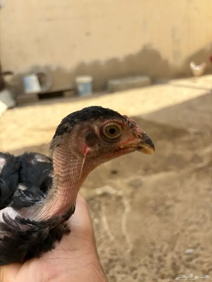 فرخ شامو الماني 5