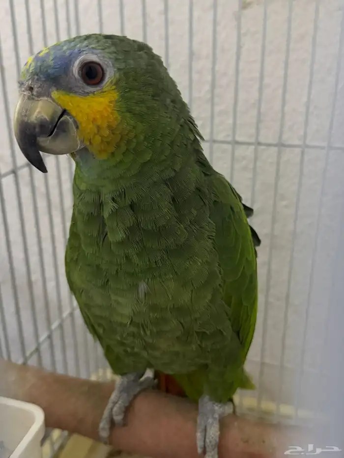 بغبغا امزوني النوع اورنج وينج 2