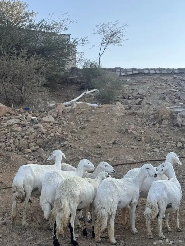 8 روس من ضان شهران ولد يتبعها 9 1