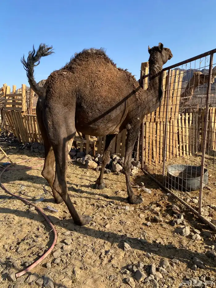 بكره ثنو ملاقي الي فبطنها ثانيها صغيرة سن الحد 8500 2