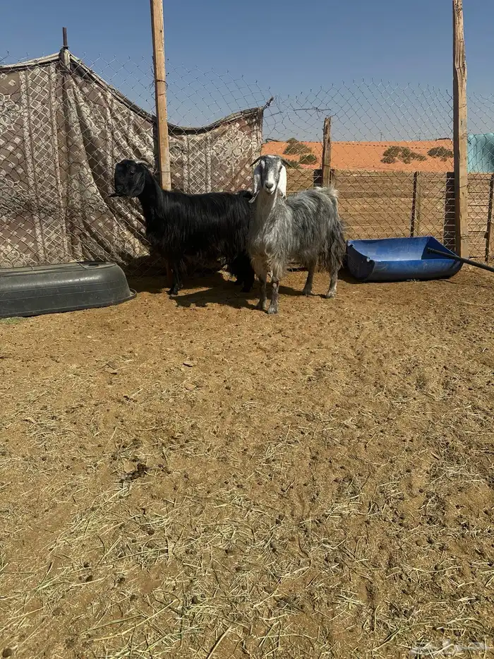 عنزين مشاريك خصم حصيب قريبات ولاد 5