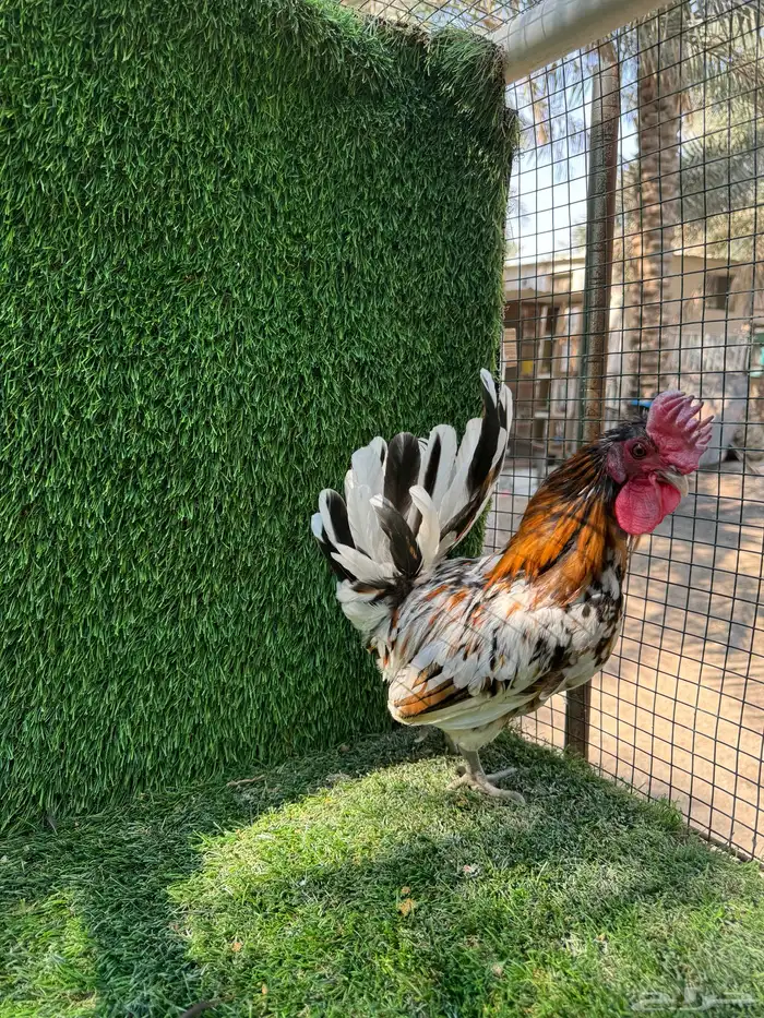 للبيع دجاج ماكنتوش 4