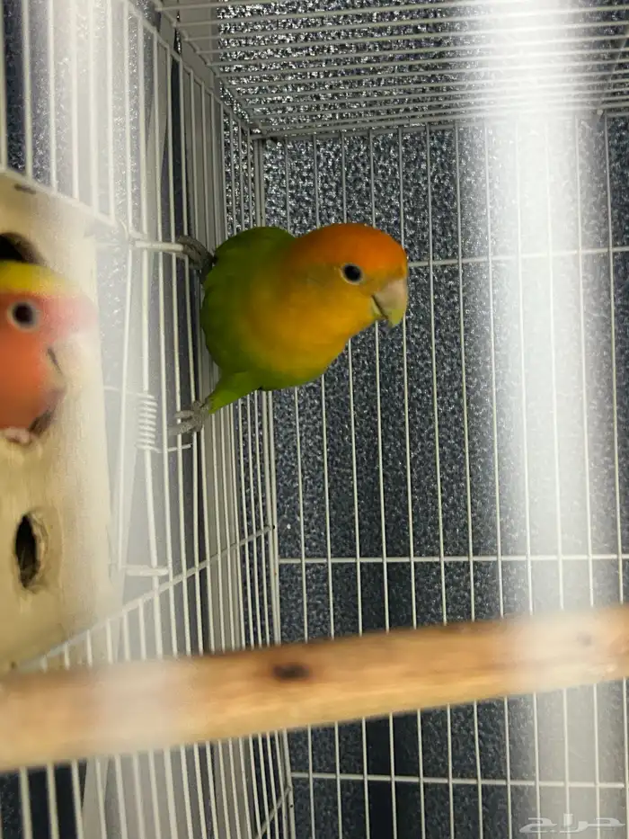 جوز روز منتج 1