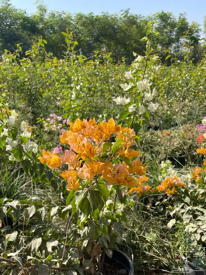 شتلات الجهنمية المجنونة مكبوسة 1