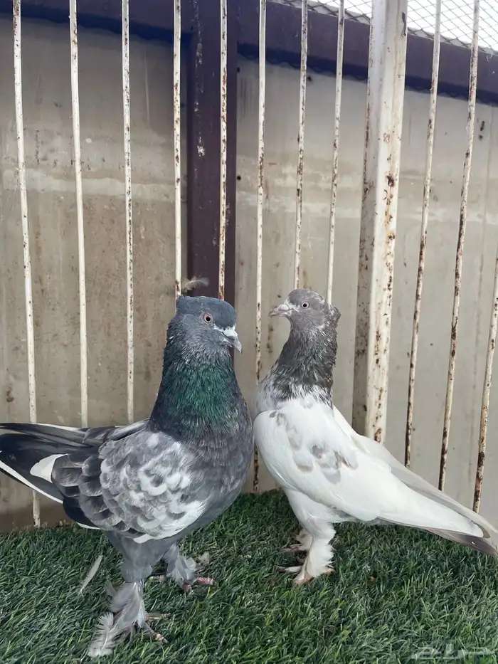 للبيع حمام ايراني قلابي 1