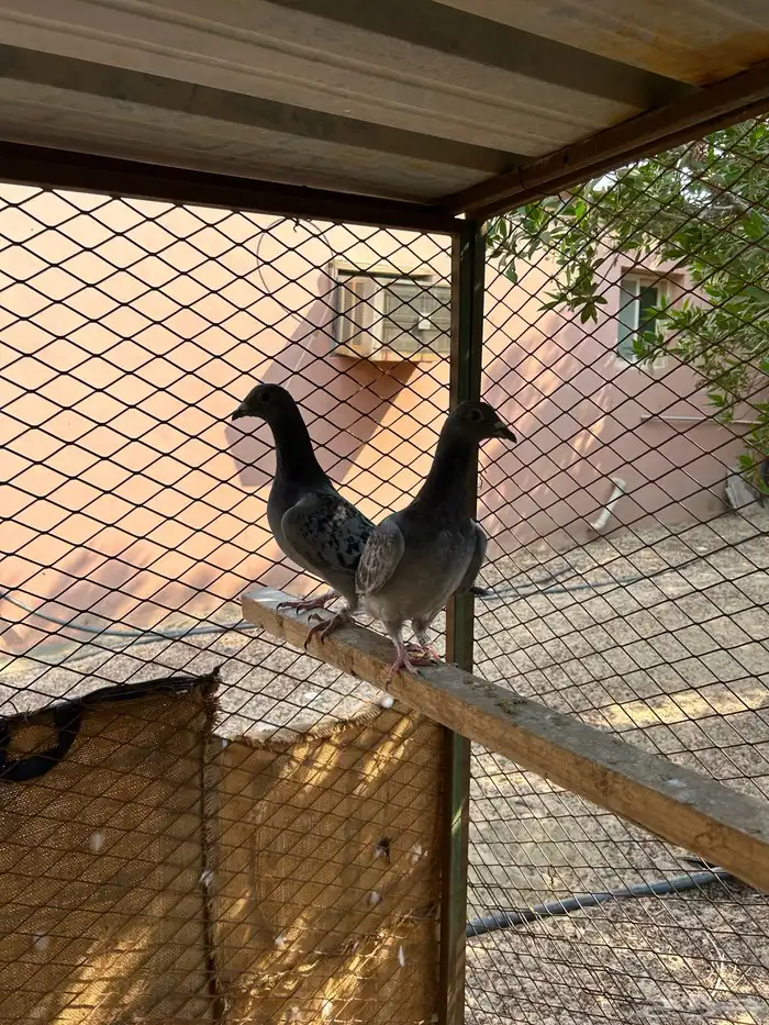 طبه زاجل سباق 2