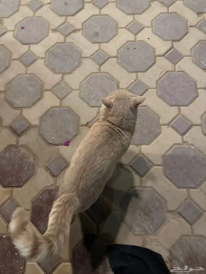 قط ضائع في حديقة المحمديه في البديعة 0