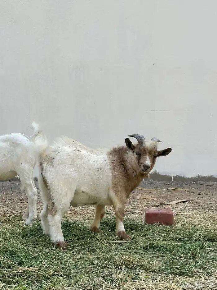 ماعز قزم وجفرة للبيع 5