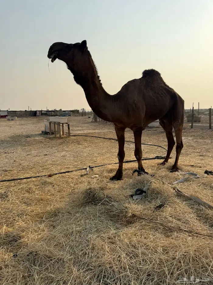 بعير شاق ومنتج وفحل انتاج 0