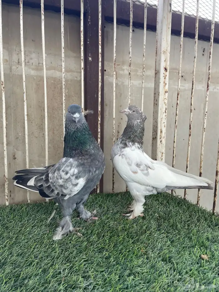 للبيع حمام ايراني قلابي 0