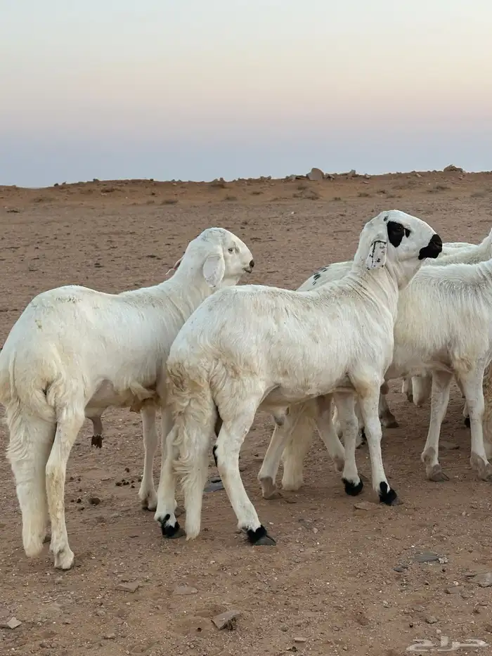 للبيع سواكن طيبه 0