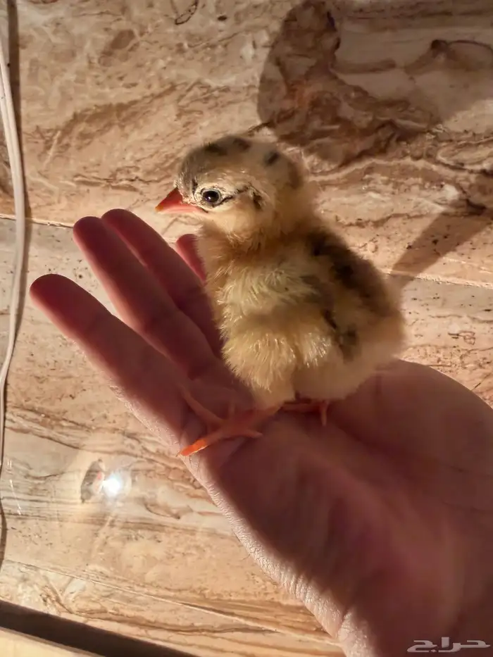 صوص دجاج صغير للبيع 16