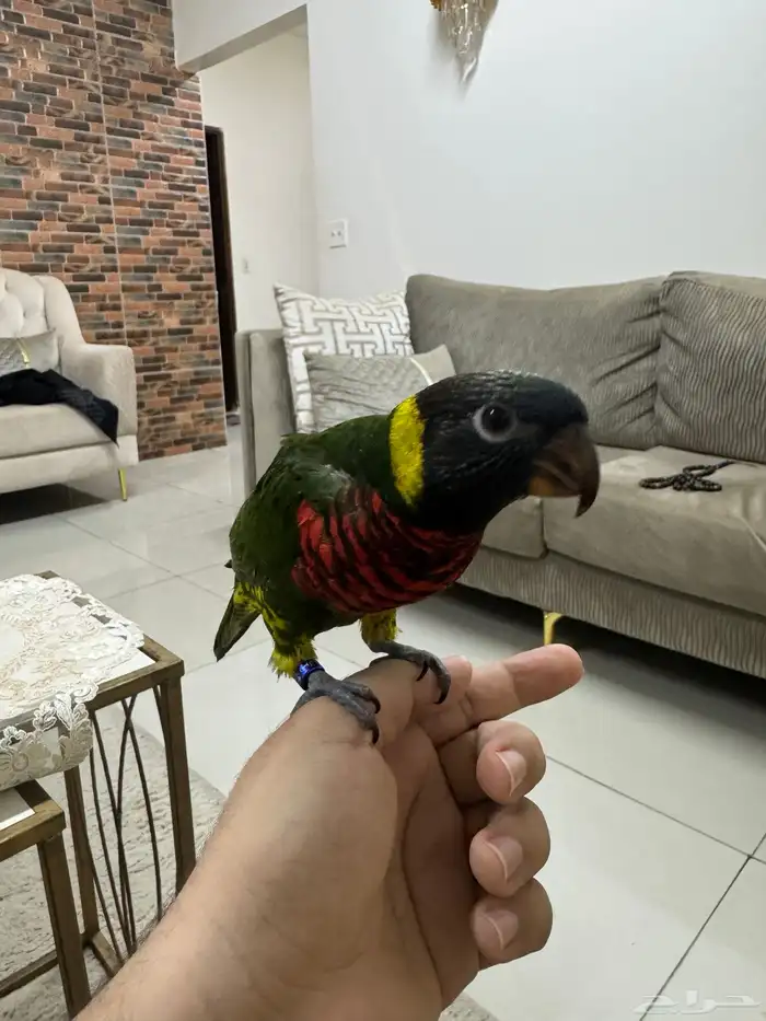 لوري سوانسون نهاية فطام ( تم البيع ) 1