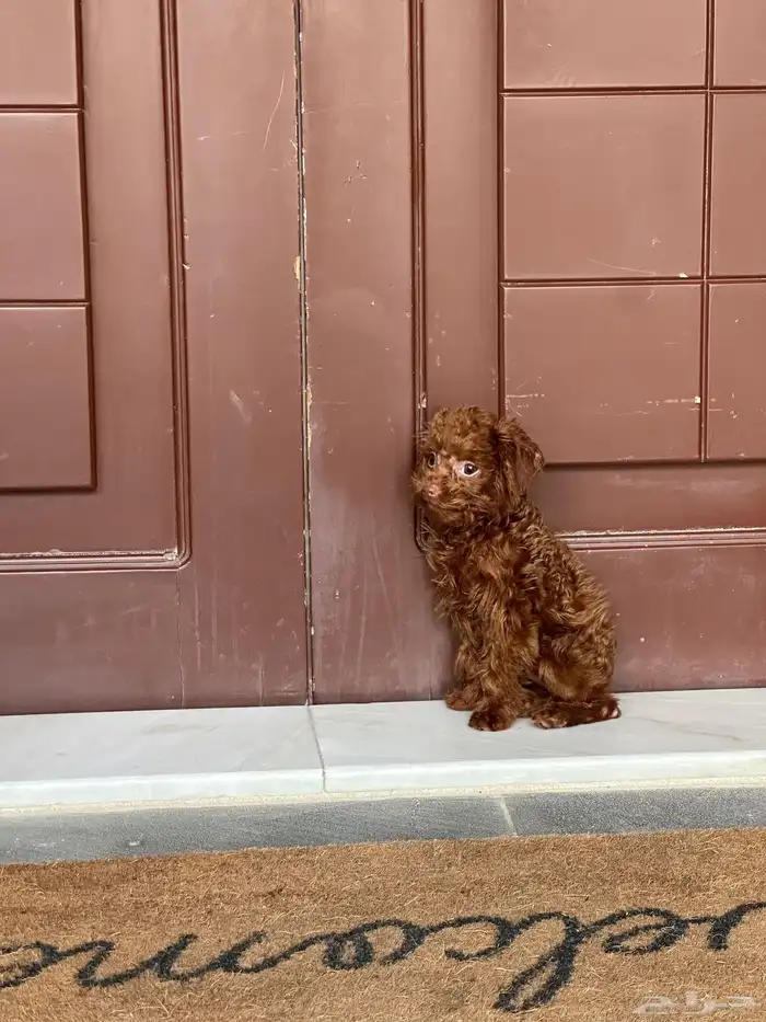 تي كب بودل استيراد من الصين 7