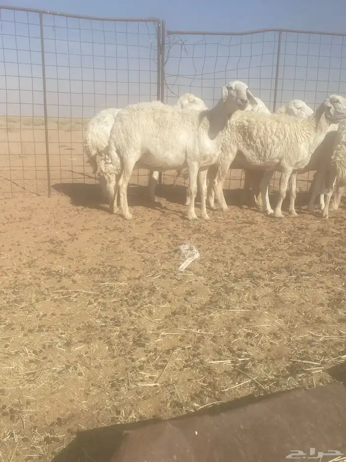 غنم حريات العدد 9 4