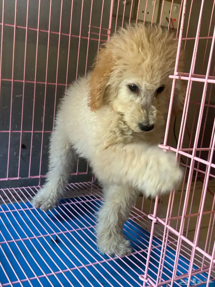 كلاب بودل XL كلاب جميله ولعوبه 8