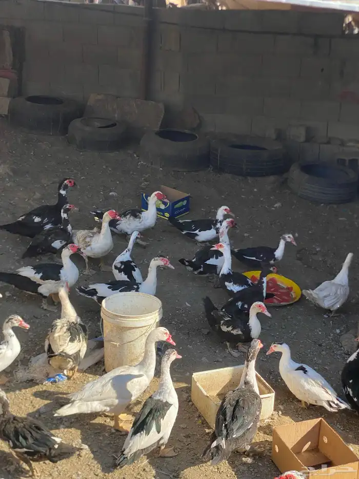 بط بلدي فاخر 5