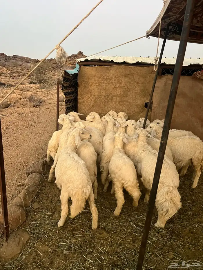 بهم كفوو العدد21 1