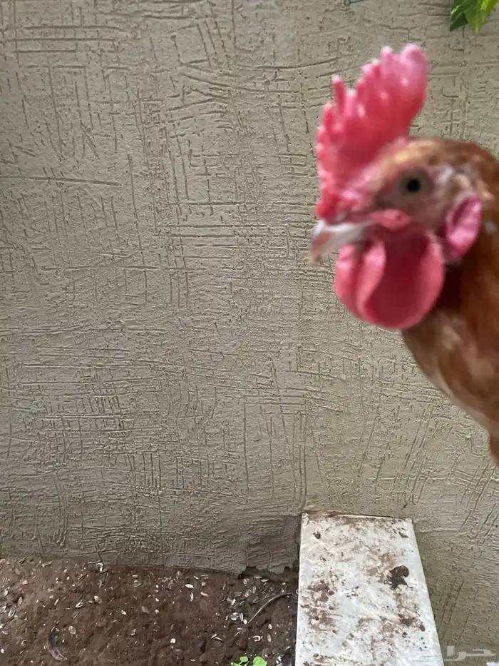 دجاج للبيع 8دجاجات و ديك 2