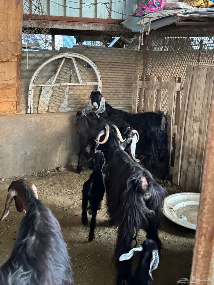 معزا خلفات تم البيع 1