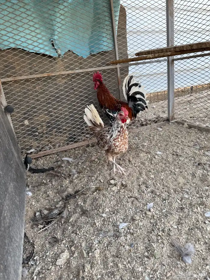 طقم مكنتوش فوليا 2