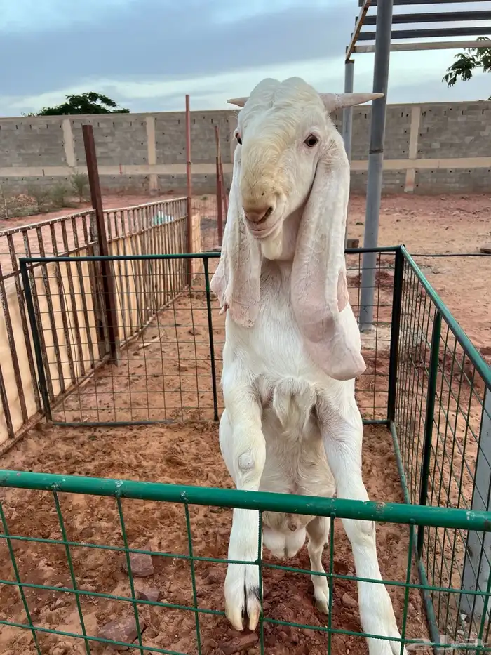 تيس ابيض ابرص ( انباع ) 4