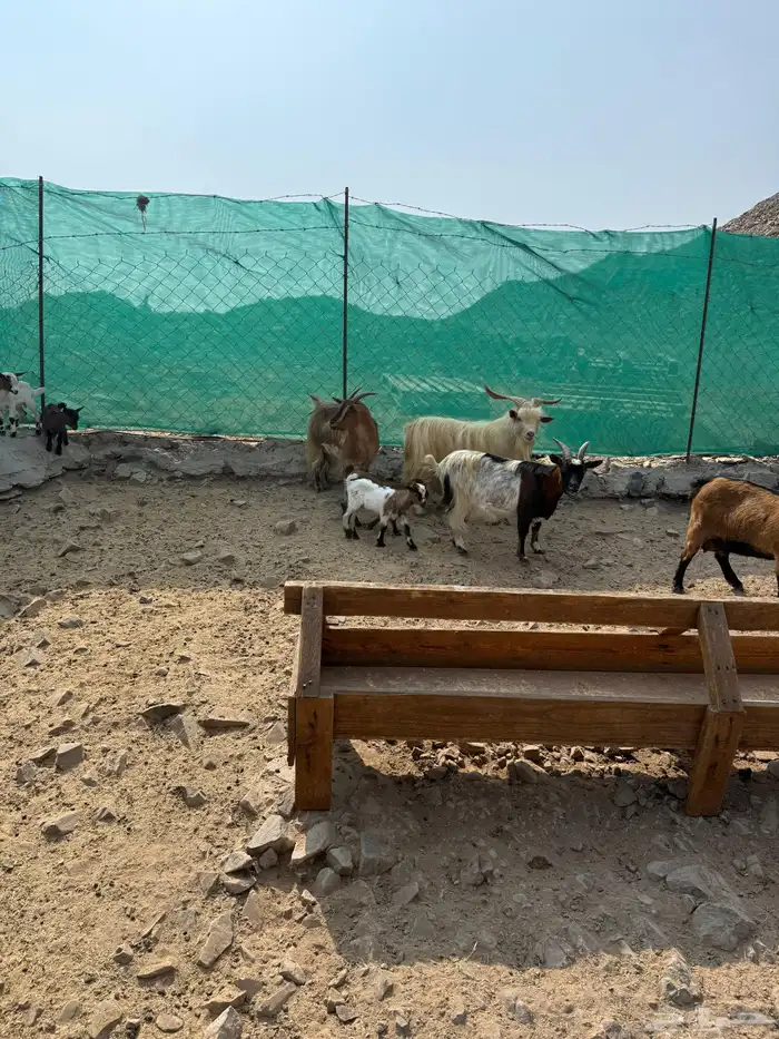 عرض وبيع ماعز قزم أليفه ومنتجه 1