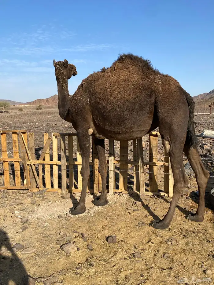 بكره ثنو ملاقي الي فبطنها ثانيها صغيرة سن الحد 8500 1