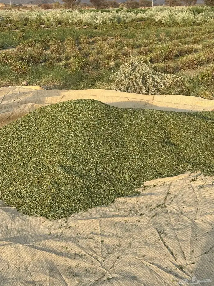 حناء وسدر 12