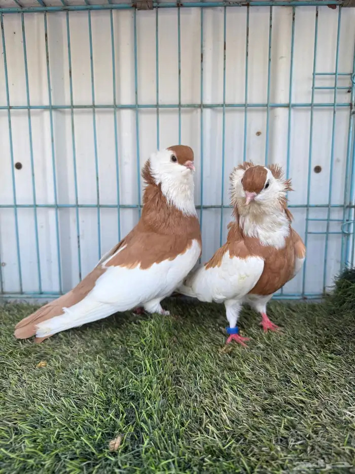 زوج بلغاري عبسي 0